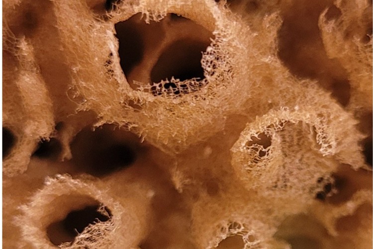 spongina stanowiąca biomateriał gąbek