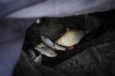 Ryby złowione przez jednego z zawodników