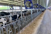 Zwiedzanie farmy bydła mlecznego na 10 tysięcy krów mlecznych (jedna z obór produkcyjnych)